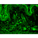 Immunohistochemistry - Anti-PSD95 Antibody [7E3] (A304702) - Antibodies.com
