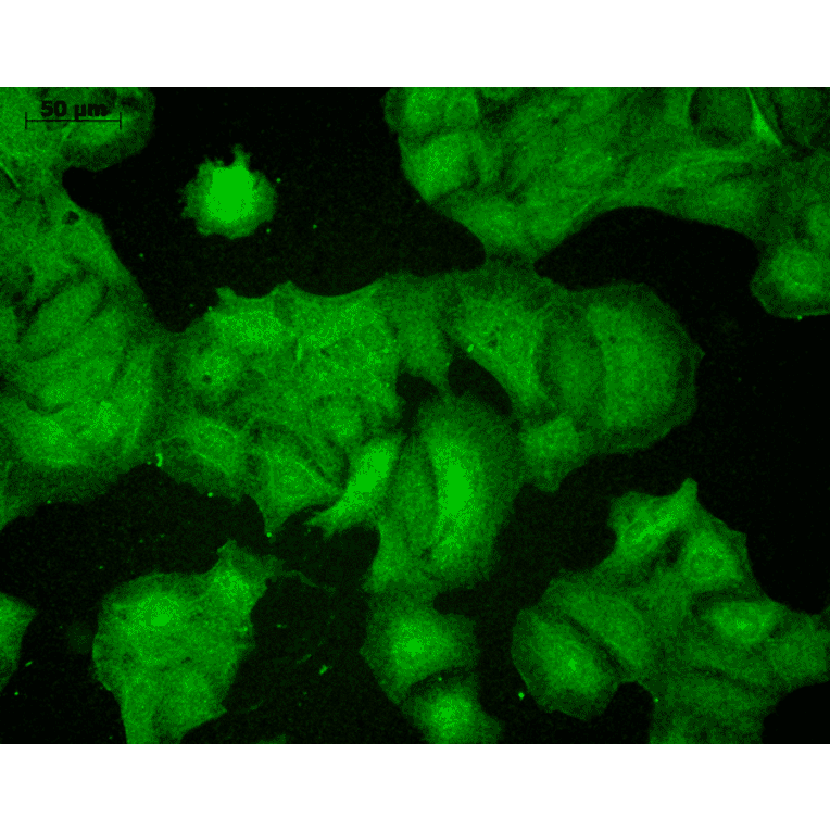 Immunocytochemistry/Immunofluorescence - Anti-PSD95 Antibody [7E3] (A304702) - Antibodies.com