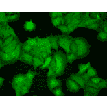 Immunocytochemistry/Immunofluorescence - Anti-PSD95 Antibody [7E3] (A304702) - Antibodies.com