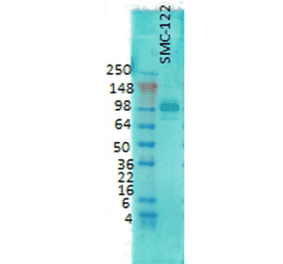 Western Blot - Anti-PSD95 Antibody [6G6] (A304703) - Antibodies.com