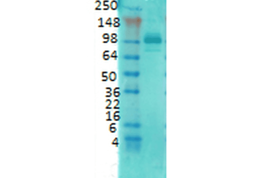 Western Blot - Anti-PSD95 Antibody [6G6] (A304703) - Antibodies.com
