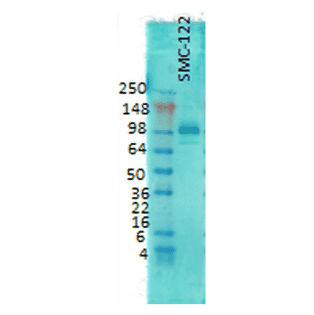 Western Blot - Anti-PSD95 Antibody [6G6] (A304703) - Antibodies.com