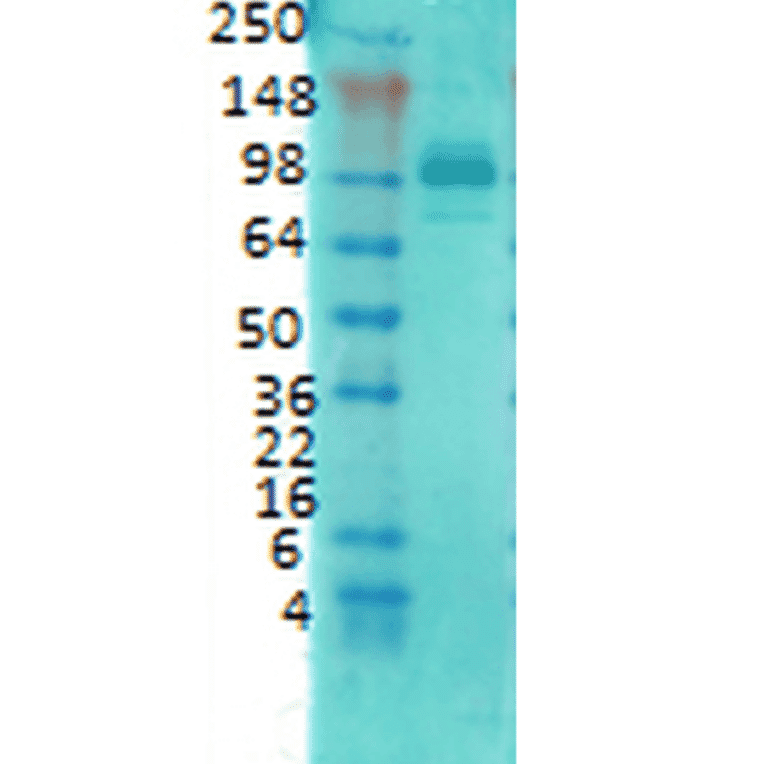 Western Blot - Anti-PSD95 Antibody [6G6] (A304703) - Antibodies.com