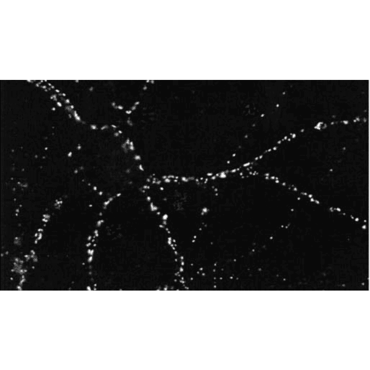 Immunocytochemistry/Immunofluorescence - Anti-PSD95 Antibody [6G6] (A304703) - Antibodies.com
