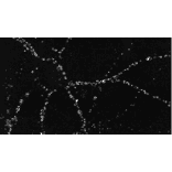 Immunocytochemistry/Immunofluorescence - Anti-PSD95 Antibody [6G6] (A304703) - Antibodies.com