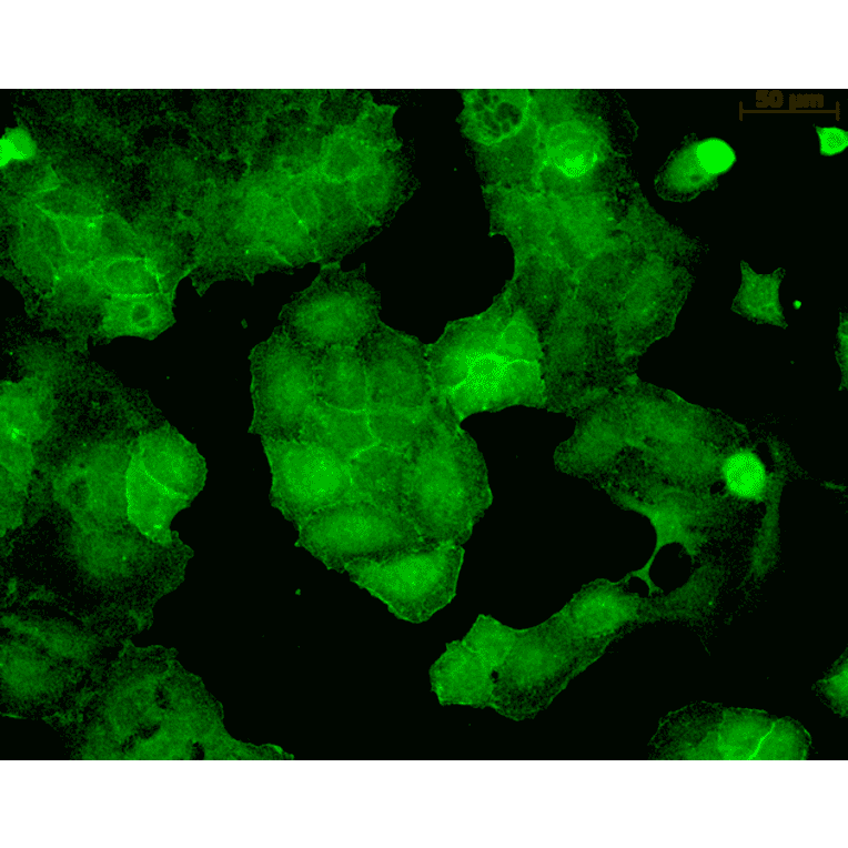Immunocytochemistry/Immunofluorescence - Anti-PSD95 Antibody [6G6] (A304703) - Antibodies.com