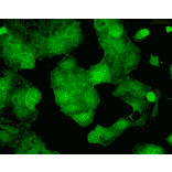 Immunocytochemistry/Immunofluorescence - Anti-PSD95 Antibody [6G6] (A304703) - Antibodies.com