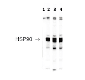 Western Blot - Anti-HSP90 Antibody (A304704) - Antibodies.com