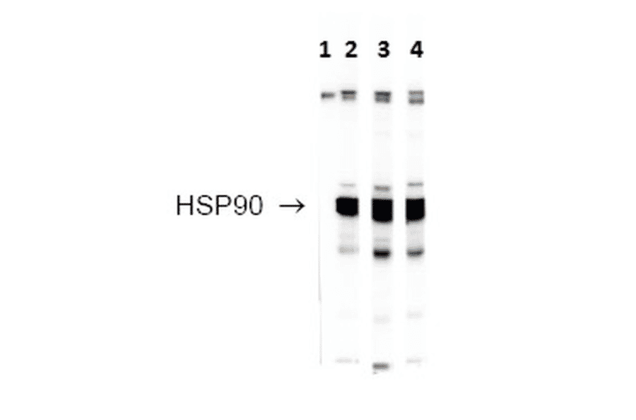 Western Blot - Anti-HSP90 Antibody (A304704) - Antibodies.com