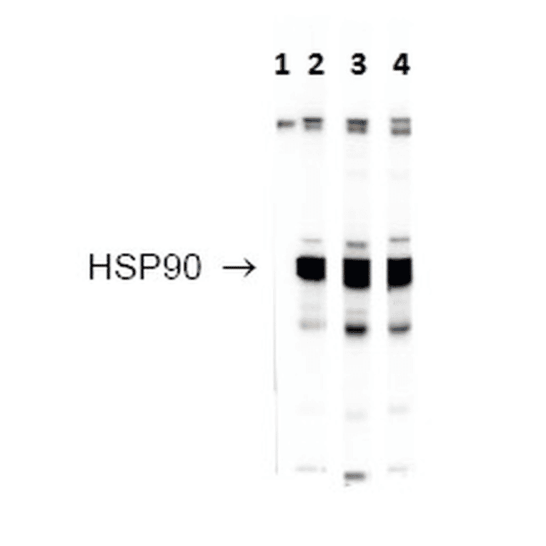 Western Blot - Anti-HSP90 Antibody (A304704) - Antibodies.com