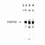 Western Blot - Anti-HSP90 Antibody (A304704) - Antibodies.com