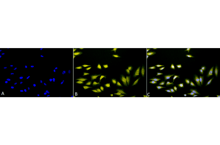Immunocytochemistry/Immunofluorescence - Anti-AHA2 Antibody (A304707) - Antibodies.com