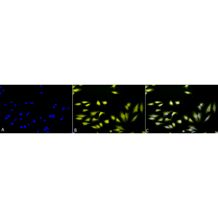 Immunocytochemistry/Immunofluorescence - Anti-AHA2 Antibody (A304707) - Antibodies.com