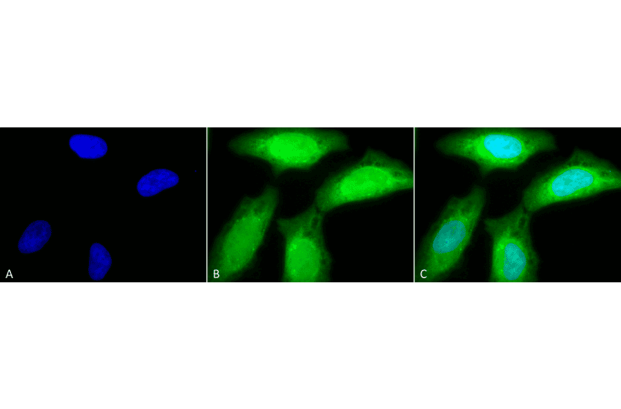 Immunocytochemistry/Immunofluorescence - Anti-AHA2 Antibody (A304707) - Antibodies.com