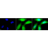 Immunocytochemistry/Immunofluorescence - Anti-AHA2 Antibody (A304707) - Antibodies.com