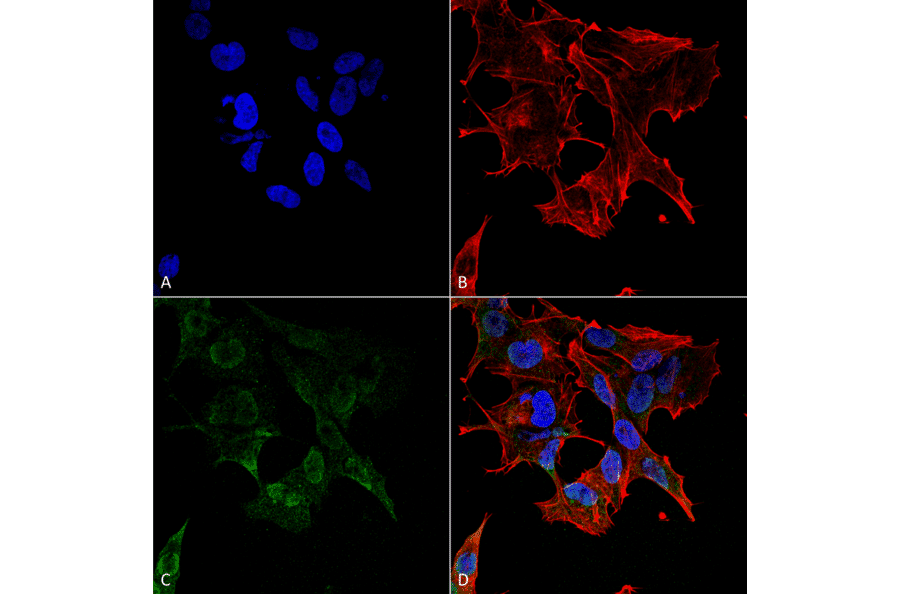 Immunocytochemistry/Immunofluorescence - Anti-Protocadherin Gamma (pan) Antibody [S159-5] (A304708) - Antibodies.com