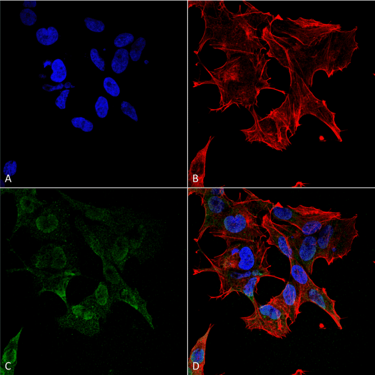 Immunocytochemistry/Immunofluorescence - Anti-Protocadherin Gamma (pan) Antibody [S159-5] (A304708) - Antibodies.com