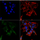 Immunocytochemistry/Immunofluorescence - Anti-Protocadherin Gamma (pan) Antibody [S159-5] (A304708) - Antibodies.com