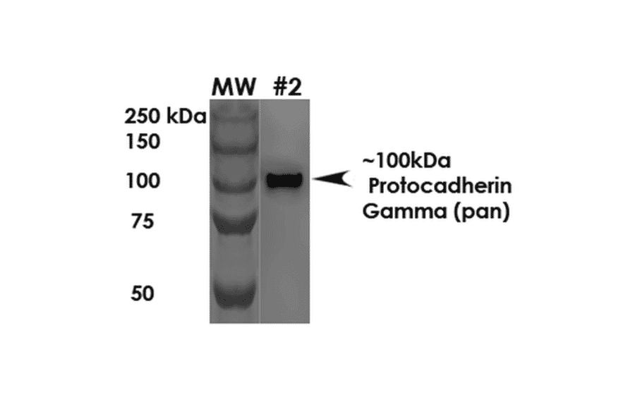 Western Blot - Anti-Protocadherin Gamma (pan) Antibody [S159-5] (A304708) - Antibodies.com