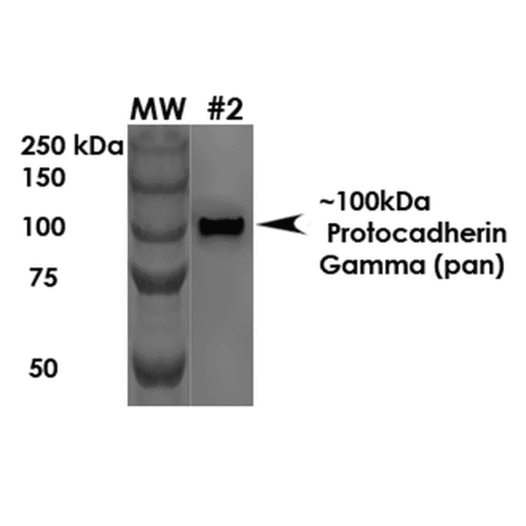 Western Blot - Anti-Protocadherin Gamma (pan) Antibody [S159-5] (A304708) - Antibodies.com