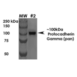 Western Blot - Anti-Protocadherin Gamma (pan) Antibody [S159-5] (A304708) - Antibodies.com