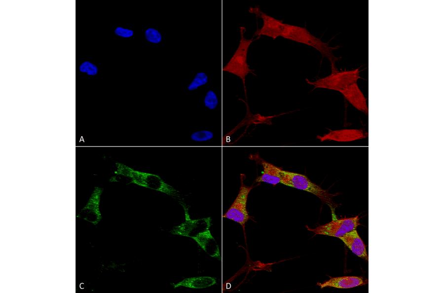 Immunocytochemistry/Immunofluorescence - Anti-Protocadherin Gamma (pan) Antibody [S159-5] (A304708) - Antibodies.com