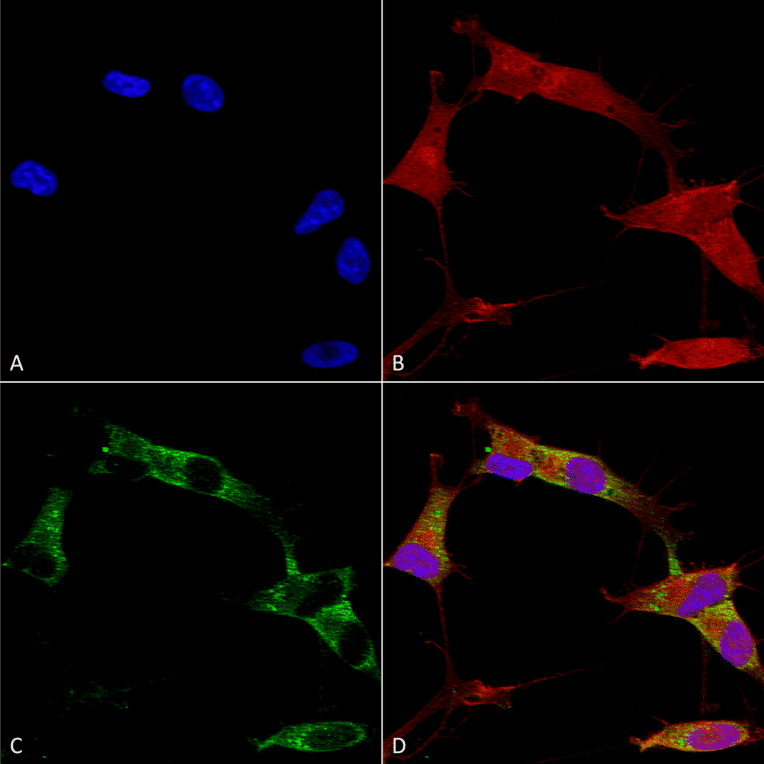 Immunocytochemistry/Immunofluorescence - Anti-Protocadherin Gamma (pan) Antibody [S159-5] (A304708) - Antibodies.com