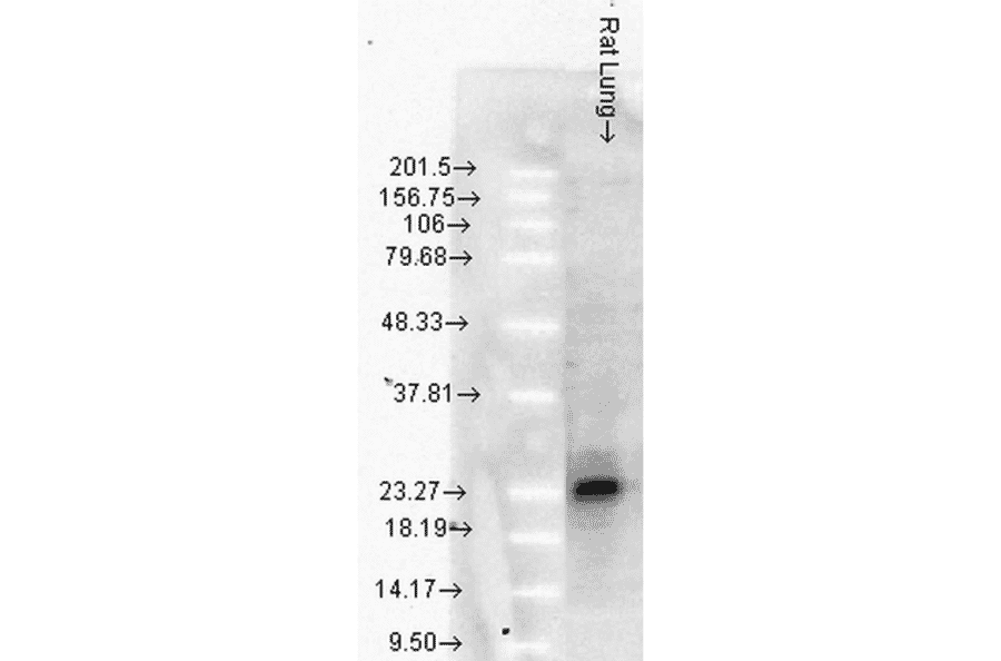 Western Blot - Anti-HSP27 Antibody [8A7] (A304709) - Antibodies.com