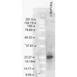 Western Blot - Anti-HSP27 Antibody [8A7] (A304709) - Antibodies.com