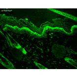 Immunohistochemistry - Anti-HSP27 Antibody [8A7] (A304709) - Antibodies.com