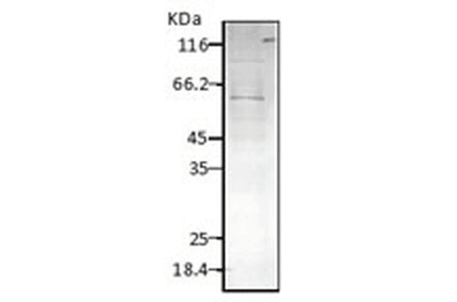Western Blot - Anti-HSP60 Antibody (A304710) - Antibodies.com