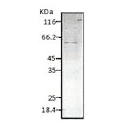 Western Blot - Anti-HSP60 Antibody (A304710) - Antibodies.com