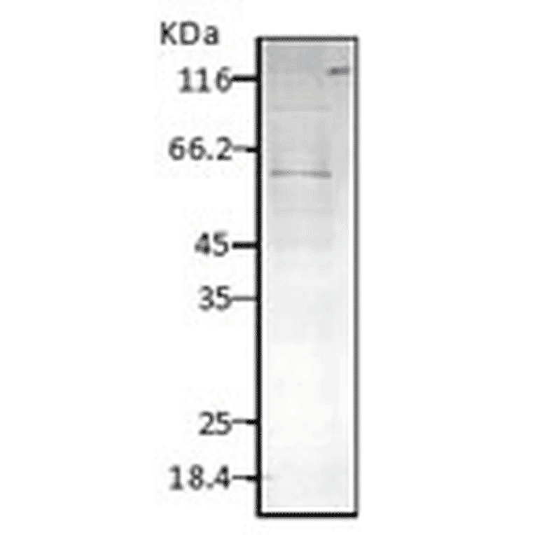 Western Blot - Anti-HSP60 Antibody (A304710) - Antibodies.com
