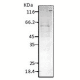 Western Blot - Anti-HSP60 Antibody (A304710) - Antibodies.com