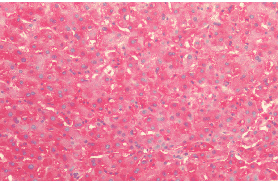 Immunohistochemistry - Anti-HSP60 Antibody (A304710) - Antibodies.com