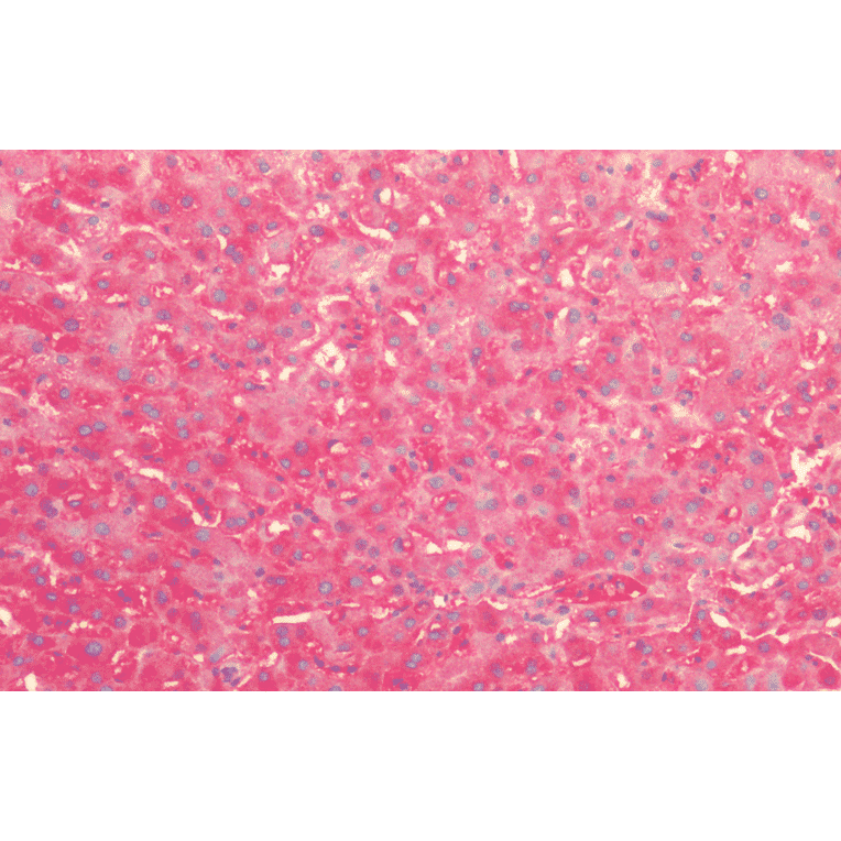 Immunohistochemistry - Anti-HSP60 Antibody (A304710) - Antibodies.com