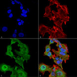 Immunocytochemistry/Immunofluorescence - Anti-GFAP Antibody [S206A-8] (A304711) - Antibodies.com
