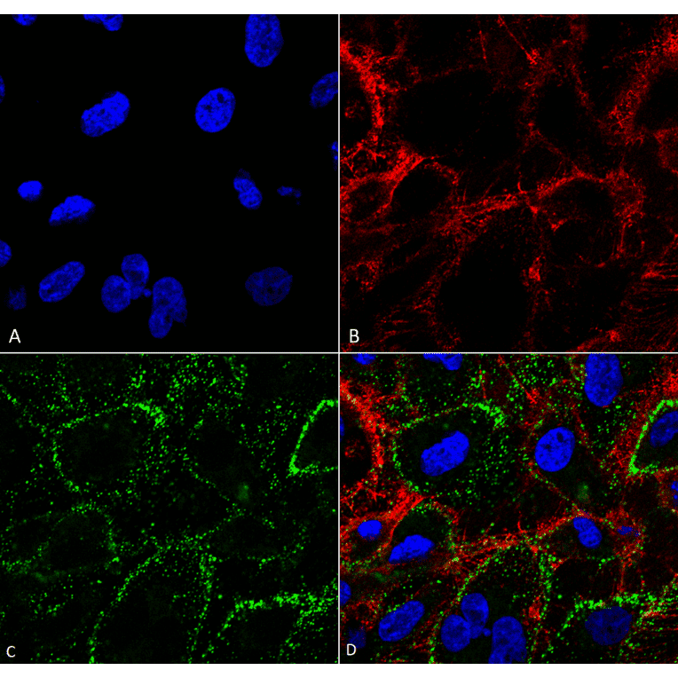 Immunocytochemistry/Immunofluorescence - Anti-HSP70 Antibody [1H11] (A304712) - Antibodies.com