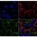 Immunocytochemistry/Immunofluorescence - Anti-HSP70 Antibody [1H11] (A304712) - Antibodies.com