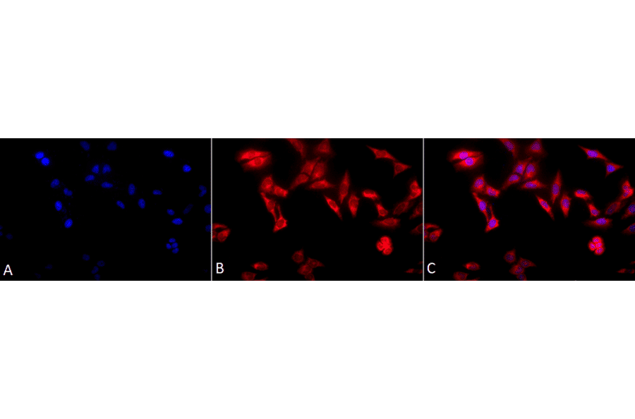 Immunocytochemistry/Immunofluorescence - Anti-TCP1 alpha / CCTA Antibody [91a] (A304713) - Antibodies.com