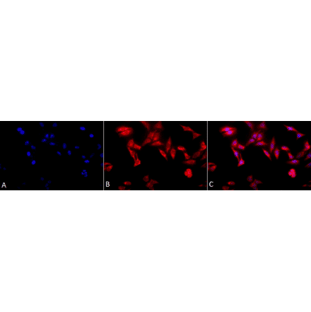 Immunocytochemistry/Immunofluorescence - Anti-TCP1 alpha / CCTA Antibody [91a] (A304713) - Antibodies.com