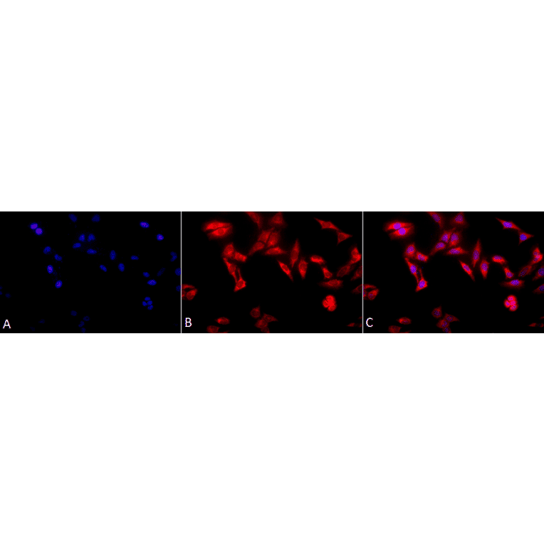 Immunocytochemistry/Immunofluorescence - Anti-TCP1 alpha / CCTA Antibody [91a] (A304713) - Antibodies.com