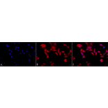 Immunocytochemistry/Immunofluorescence - Anti-TCP1 alpha / CCTA Antibody [91a] (A304713) - Antibodies.com