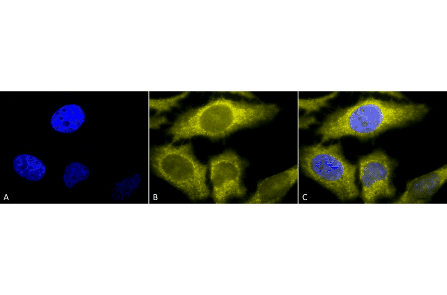 Immunocytochemistry/Immunofluorescence - Anti-TCP1 alpha / CCTA Antibody [91a] (A304713) - Antibodies.com