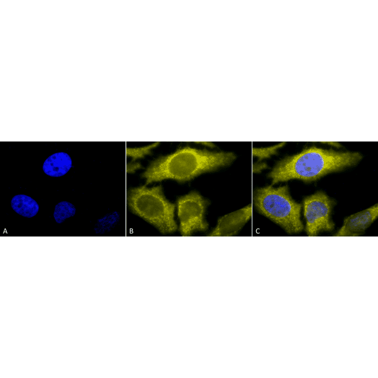 Immunocytochemistry/Immunofluorescence - Anti-TCP1 alpha / CCTA Antibody [91a] (A304713) - Antibodies.com