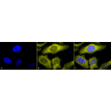 Immunocytochemistry/Immunofluorescence - Anti-TCP1 alpha / CCTA Antibody [91a] (A304713) - Antibodies.com