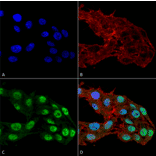 Immunocytochemistry/Immunofluorescence - Anti-DNMT1 Antibody [11H8] (A304714) - Antibodies.com