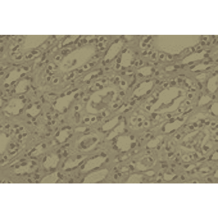 Immunohistochemistry - Anti-DNMT1 Antibody [60B1220.1] (A304715) - Antibodies.com