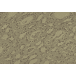 Immunohistochemistry - Anti-DNMT1 Antibody [60B1220.1] (A304715) - Antibodies.com