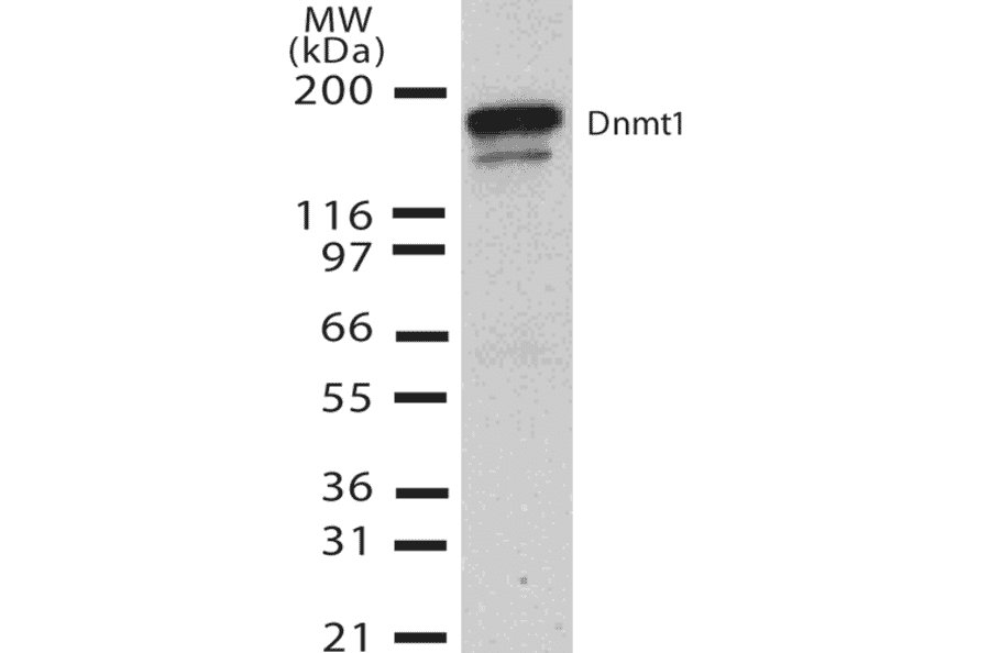 Western Blot - Anti-DNMT1 Antibody [60B1220.1] (A304715) - Antibodies.com
